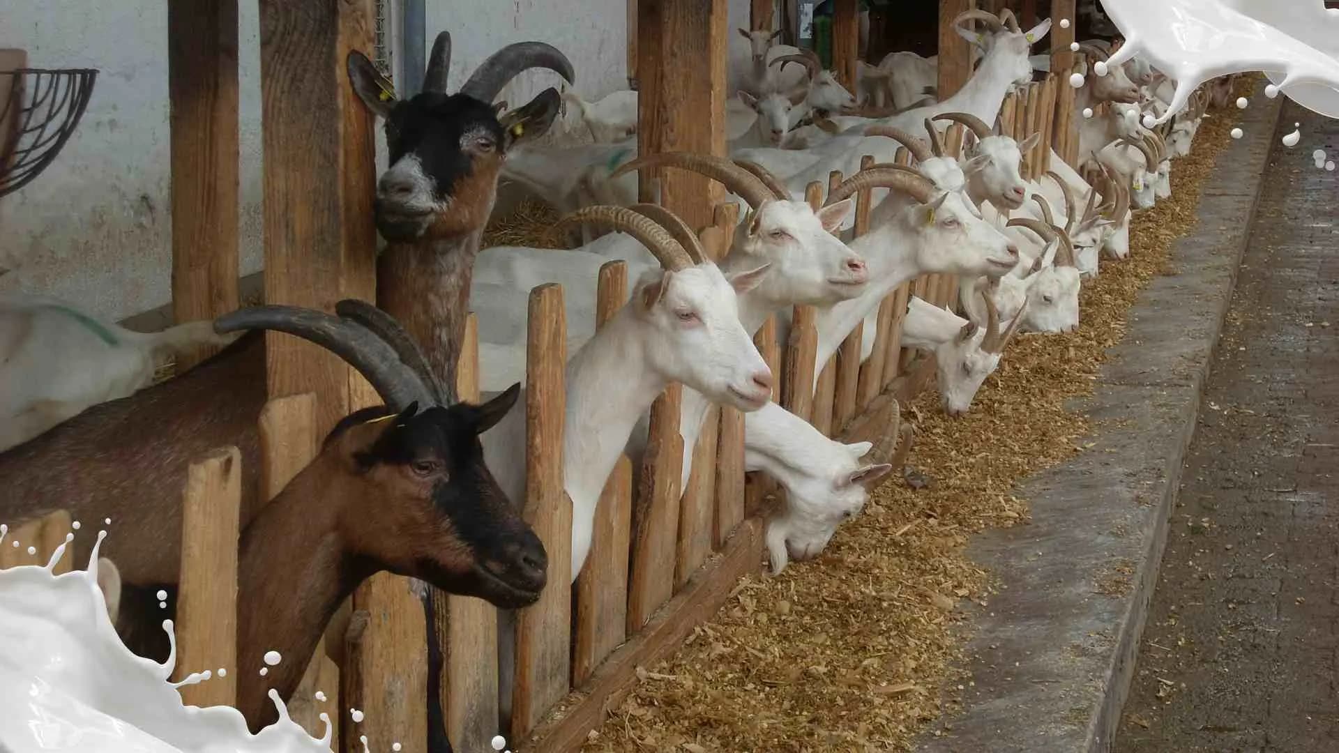 Mitra Terpercaya untuk Kebutuhan Susu Kambing Premium, Aqiqah, & Qurban Anda